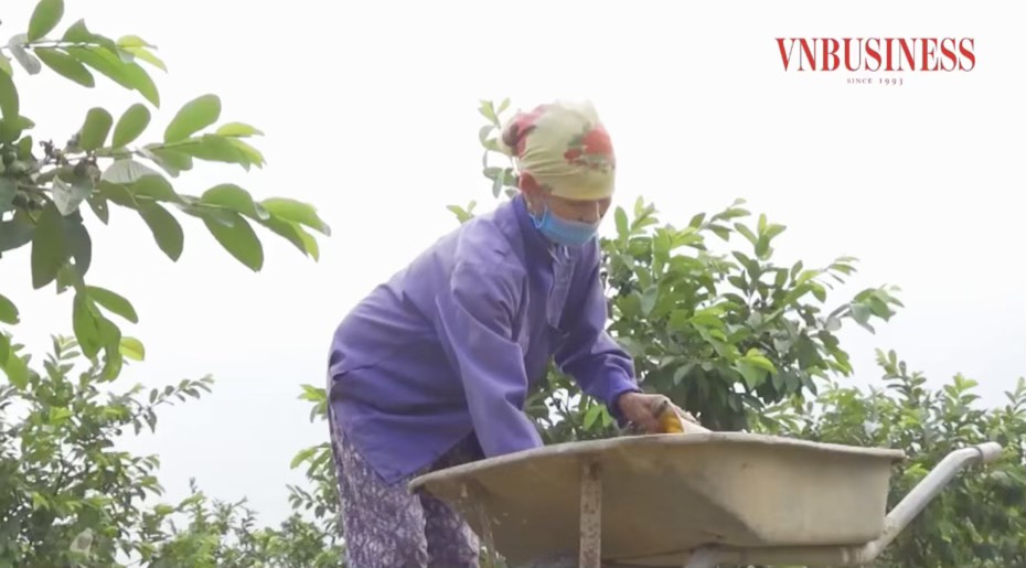 HTX Đoàn Kết chuyển đổi cơ cấu cây trồng và áp dụng khoa học kỹ thuật vào quy trình chăm sóc cây ăn quả.