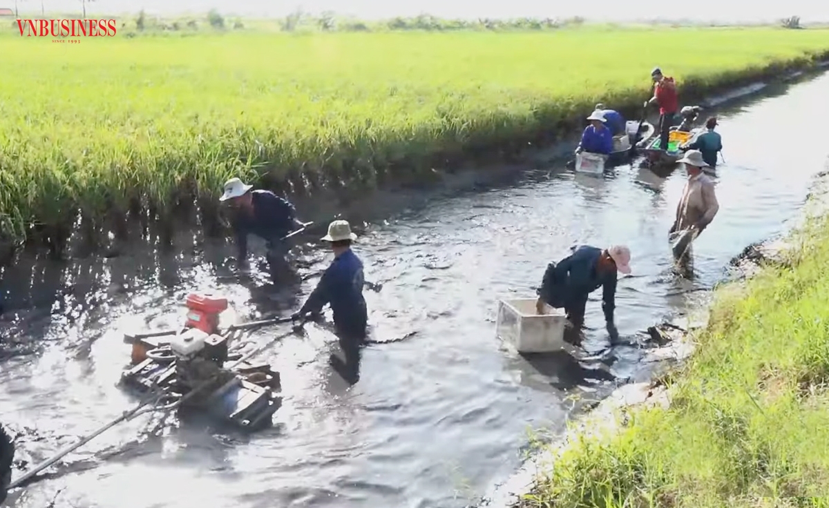 Các HTX có vai trò quan trọng trong phát triển mô hình tôm lúa, cá lúa ở Kiên Giang.