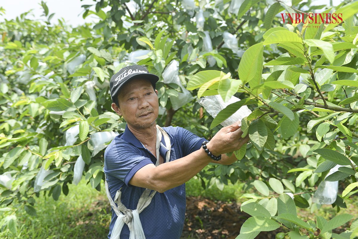 HTX Đoàn Kết tuân thủ mọi quy trình sản xuất từ khâu chọn giống ghép, chăm sóc; sử dụng hoàn toàn bằng phân bón hữu cơ, phân chuồng ủ hoai mục,...