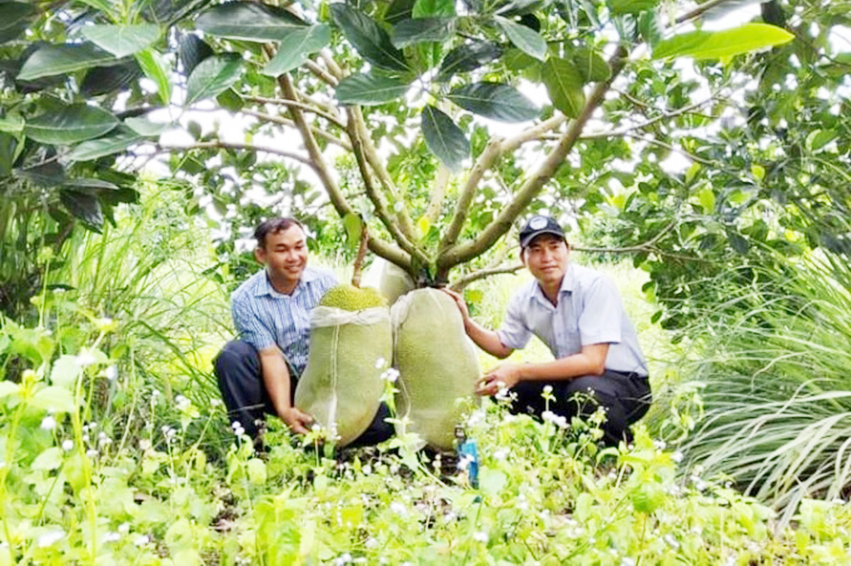 Các HTX ngày càng khẳng định vai trò quan trọng, trở thành điểm tựa cho nông dân &lpar;Ảnh: BBP&rpar;.