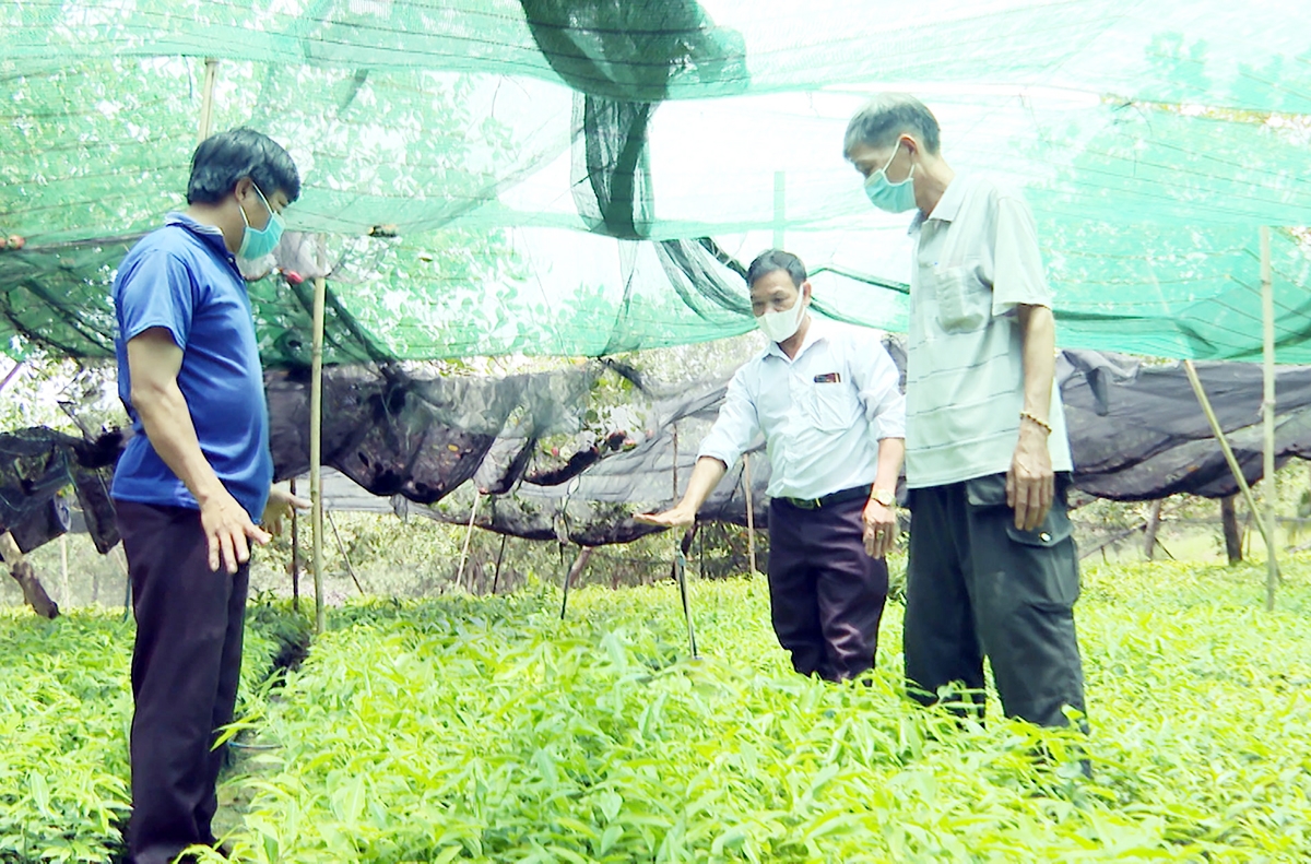 Dó bầu đang là cây trồng nhiều tiềm năng ở Bình Phước &lpar;Ảnh: BBP&rpar;.