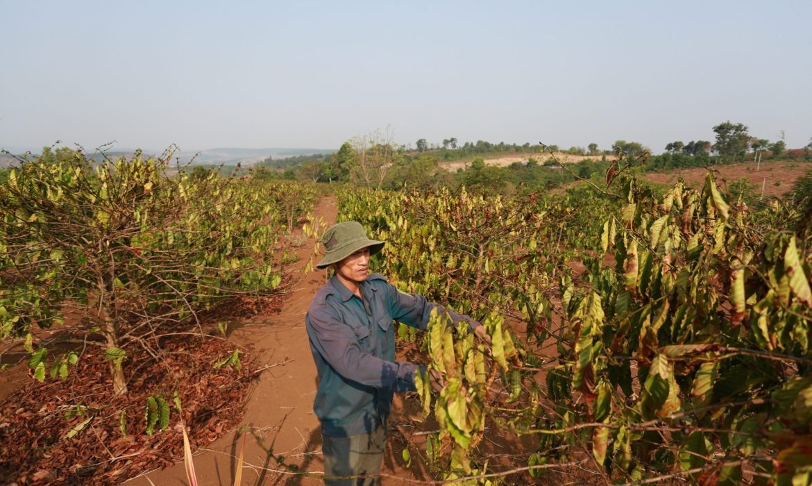 Cà phê héo rũ vì khát nước nhiều ngày.