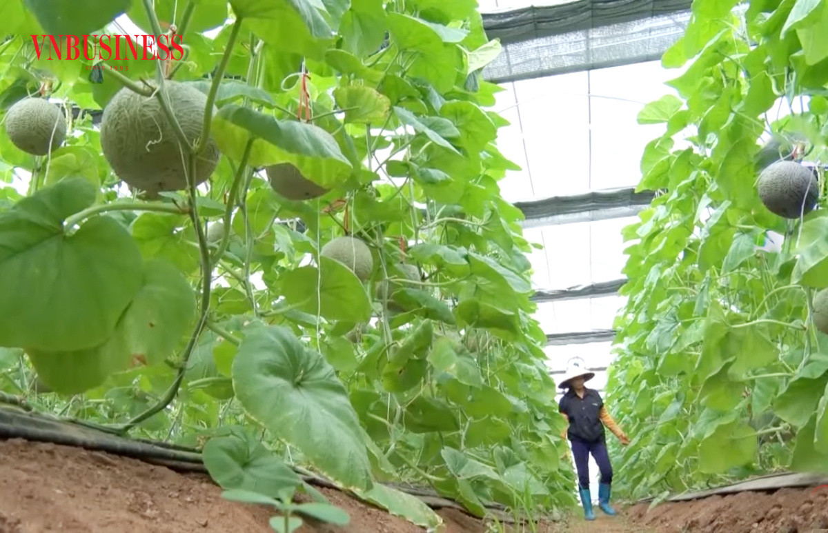 Bình Lục đang hướng tới phát triển nông nghiệp công nghệ cao để nâng cao thu nhập cho nông dân.