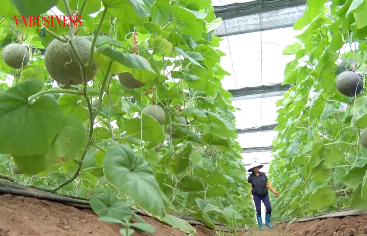 Bình Lục đang hướng tới phát triển nông nghiệp công nghệ cao để nâng cao thu nhập cho nông dân.