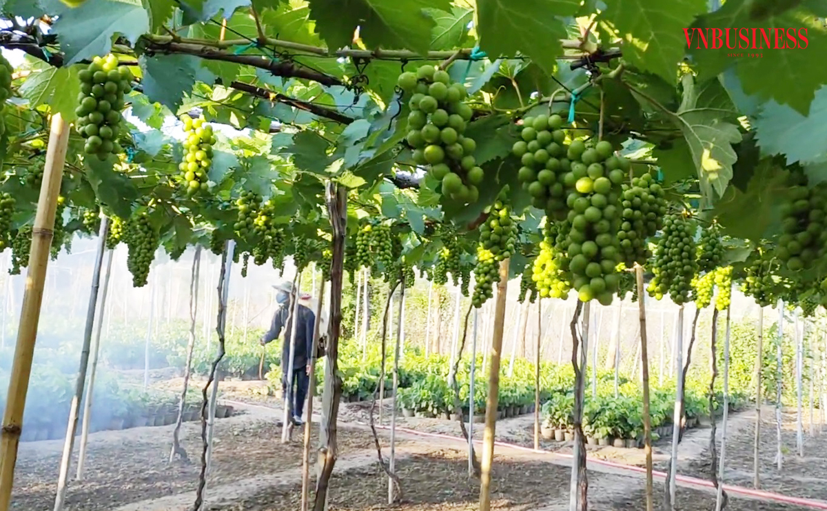 Cây nho đang cho thấy sự thích ứng tốt, cho giá trị cao ở Bình Lục.