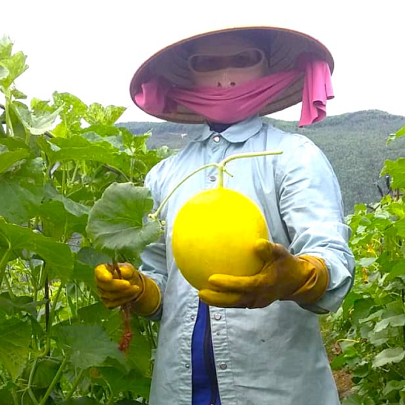 Phân bón Phú Mỹ được bà con tin dùng trên nhiều loại cây có giá trị kinh tế cao, khó trồng và khó chăm sóc như dưa hấu, dưa lê vỏ vàng, dưa lưới, dưa gang…