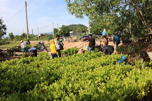 HTX Truecoop bàn giao giống điều ghép cao sản năng suất cao cho nông dân.