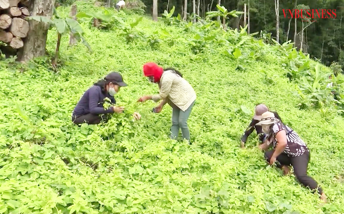 Kon Tum dự kiến tiếp tục thúc đẩy các cây trồng thế mạnh, sản xuất theo hướng hữu cơ.