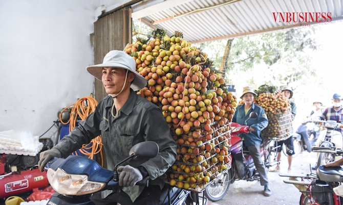 Vải thiều đã bắt đầu vào vụ thu hoạch ở Bắc Giang &lpar;Ảnh: Phạm Hòa&rpar;.