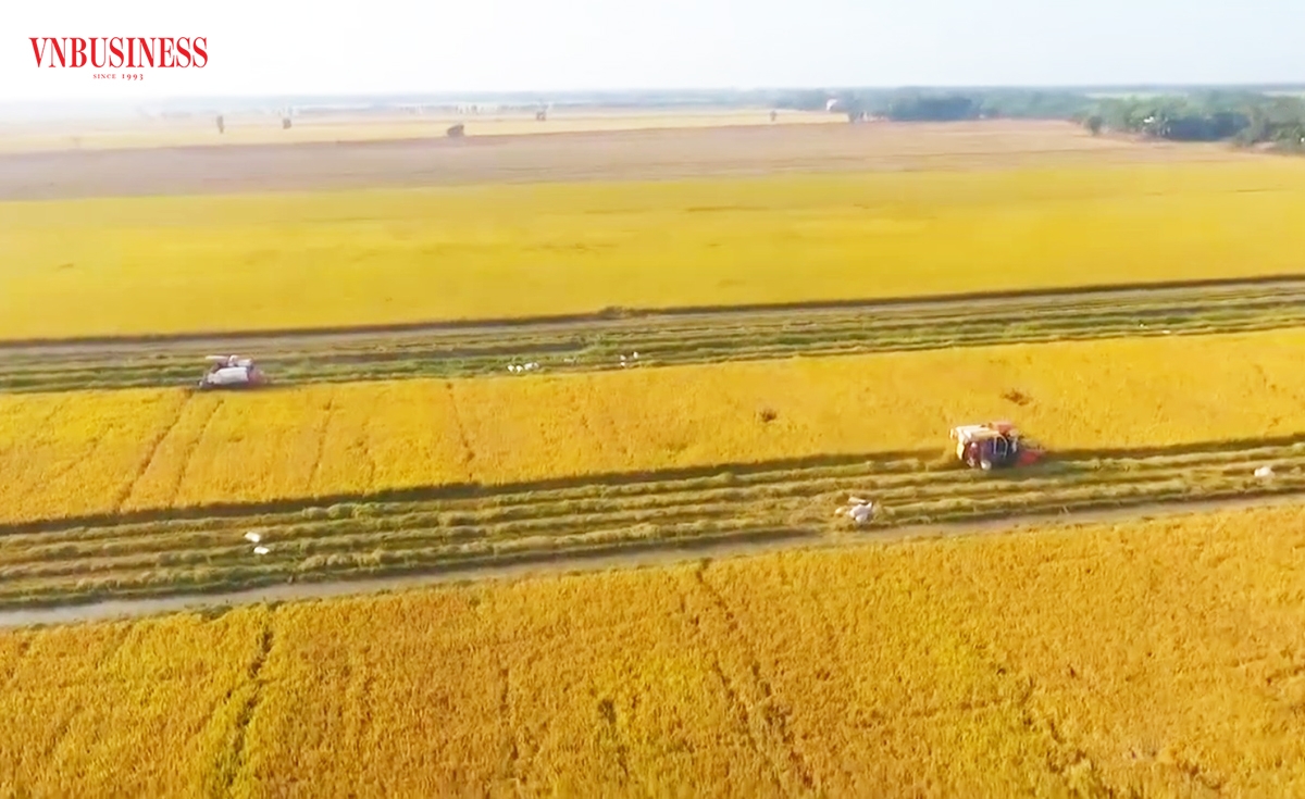Sản xuất trên cánh đồng lớn là chìa khóa để người trồng lúa ở Long An làm giàu.
