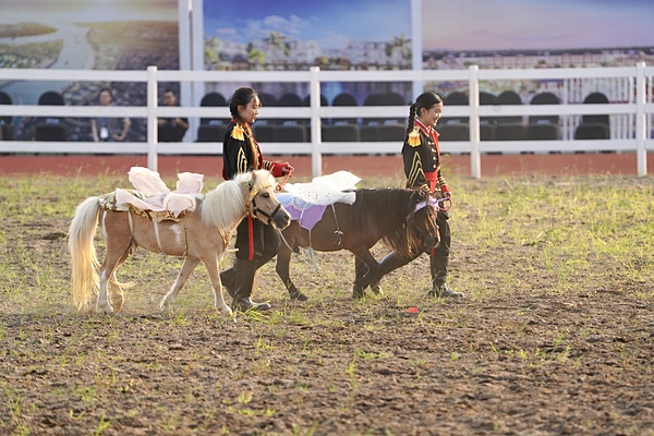 Những chú ngựa Pony cao 1,4m thích hợp phục vụ khách nhí.
