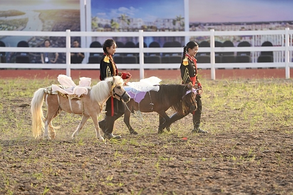 Những chú ngựa Pony cao 1,4m thích hợp phục vụ khách nhí.