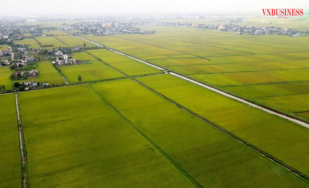 Nam Định dự kiến thúc đẩy cánh đồng lớn để nâng cao giá trị gia tăng cho người dân.