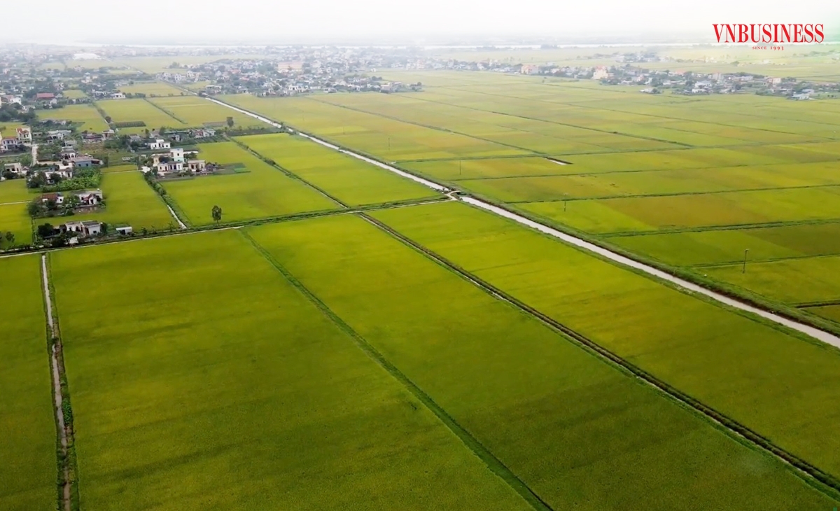 Nam Định dự kiến thúc đẩy cánh đồng lớn để nâng cao giá trị gia tăng cho người dân.
