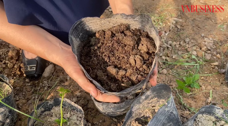 Cây giống được ươm mầm trong đất có đầy đủ chất dinh dưỡng theo công thức phối độc quyền.