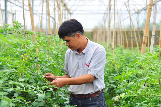 Hỗ trợ các HTX, nông hộ sản xuất hữu cơ sẽ thúc đẩy kim ngạch xuất khẩu sang thị trường EU.