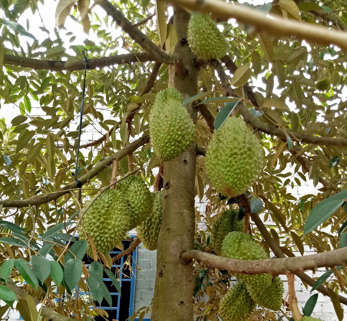 Lo ngại khi diện tích sầu riêng tăng nhưng thị trường tiêu thụ hẹp.