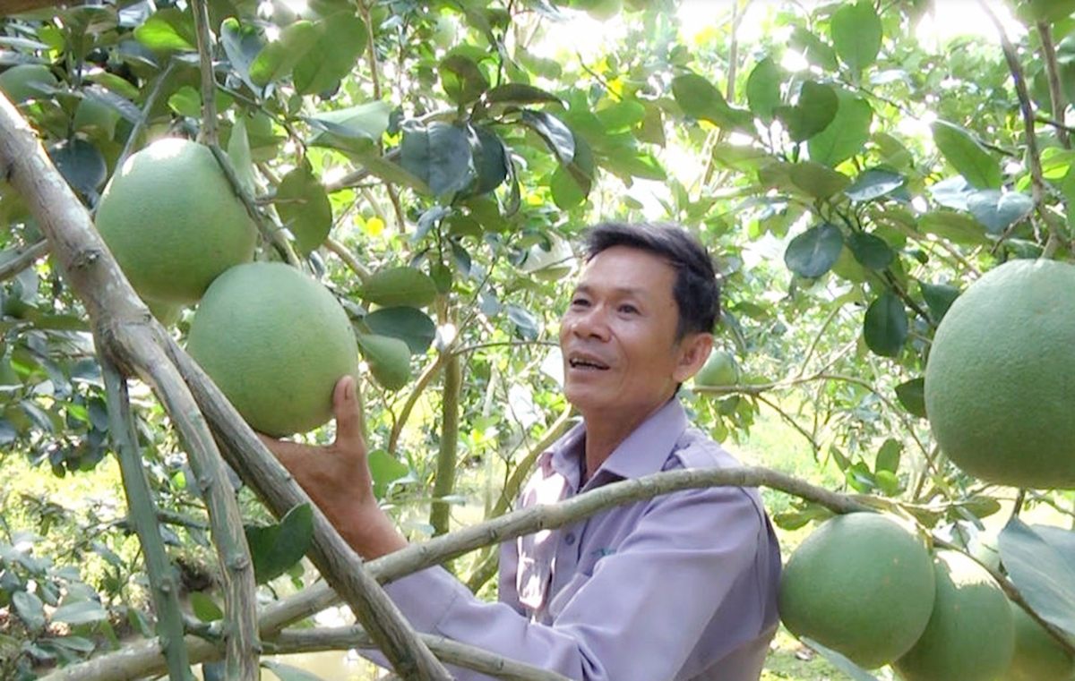 Cây có múi sẽ tiếp tục được đầu tư trọng điểm nhằm mở hướng làm giàu cho nông dân Bắc Tân Uyên.