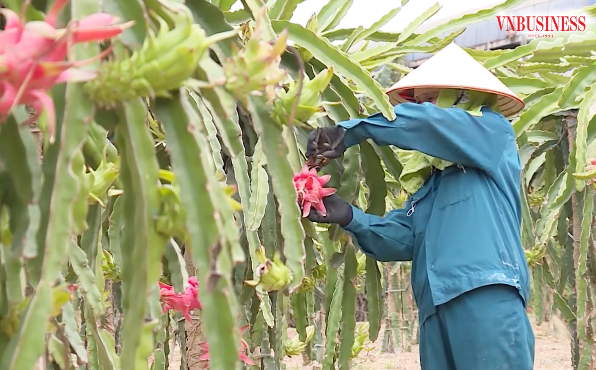 Thanh long cũng đang là một trong những cây trồng cho giá trị cao trên đất Sơn La.
