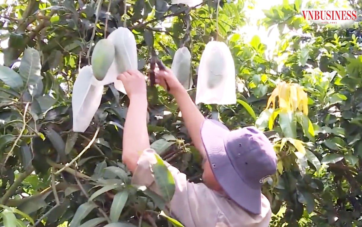 Người trồng xoài ở Sơn La dự kiến có thêm một vụ trúng lớn nhờ được mùa, trúng giá.