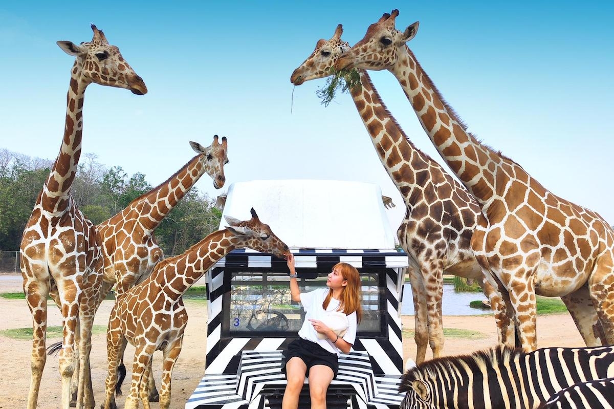 Công viên Tomi Edo mang đậm kiến trúc Nhật Bản truyền thống với những ngôi nhà cổ, hồ cá Koi, cầu gỗ đỏ, cổng Torii, các tòa nhà thời Edo, làng samurai.