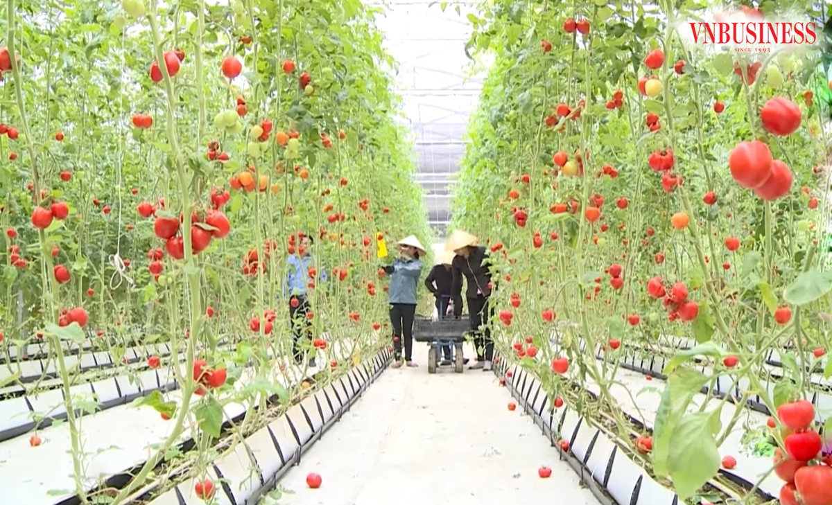 Nông nghiệp công nghệ cao sẽ tiếp tục là định hướng phát triển, nhằm giúp nông dân làm giàu ở Nghệ An.