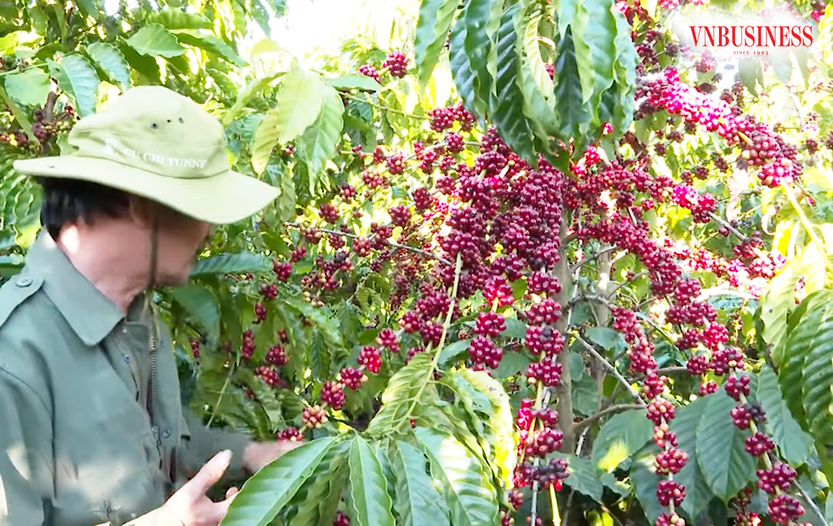 Sau thời gian bị thất sủng, cây cà phê liên tục được mùa, trúng giá trong 2 năm trở lại đây.