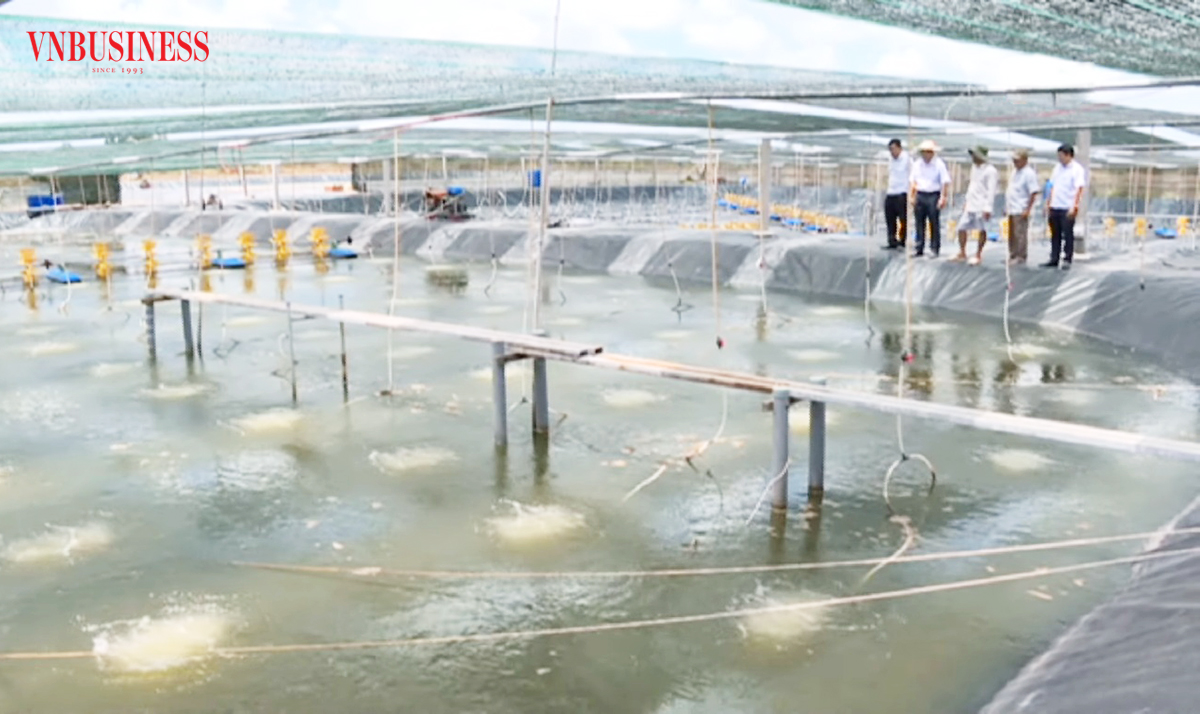 Mô hình nuôi tôm đang cho giá trị cao, làm giàu cho nhiều nông dân, HTX ở Sóc Trăng.