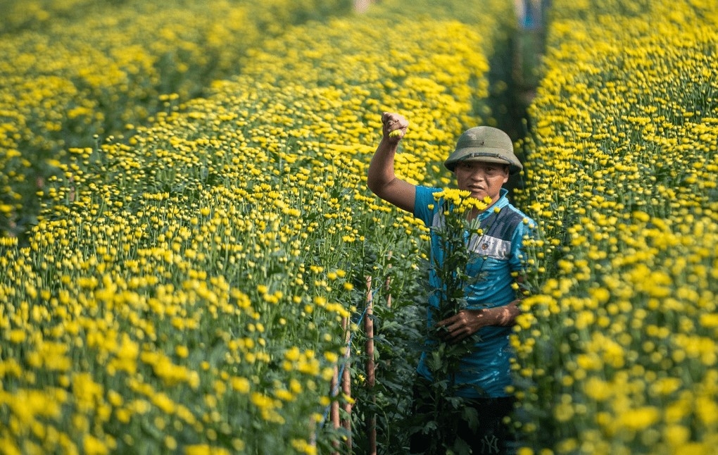 Chú trọng chất lượng HTX đang được nhiều địa phương quan tâm để thúc đẩy nông nghiệp, nông thôn phát triển hiệu quả.