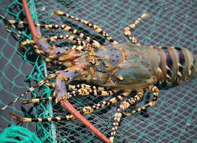 Trung Quốc tăng mua tôm hùm từ Việt Nam.