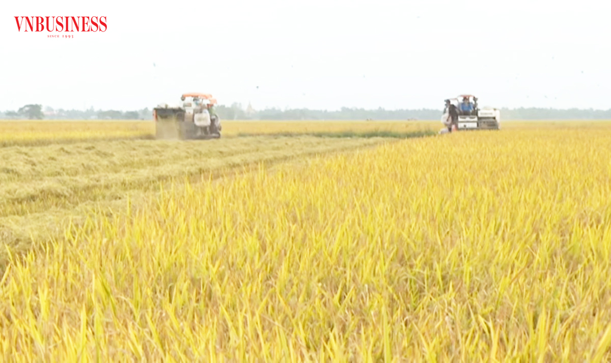 Người trồng lúa ở Sóc Trăng thắng lớn vụ đầu năm nhờ giá tăng, thị trường ổn định.