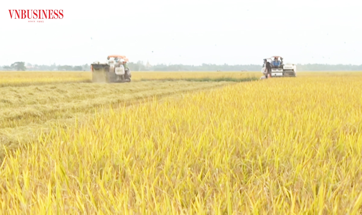 Người trồng lúa ở Sóc Trăng thắng lớn vụ đầu năm nhờ giá tăng, thị trường ổn định.