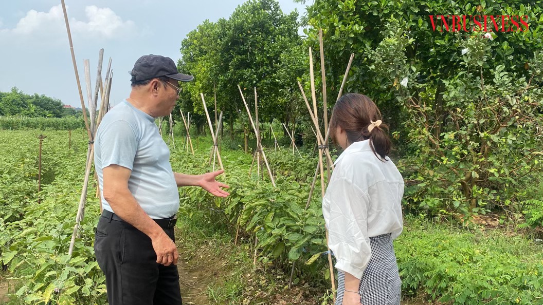 HTX Minh Hưng tập trung xây dựng mô hình sản xuất rau an toàn theo hướng ổn định.