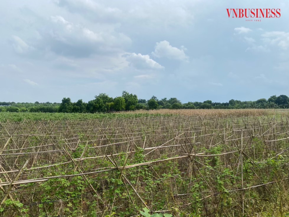 Từ những bãi đất hoang, HTX Minh Hưng đã cải tạo thành “những thứ có giá trị.