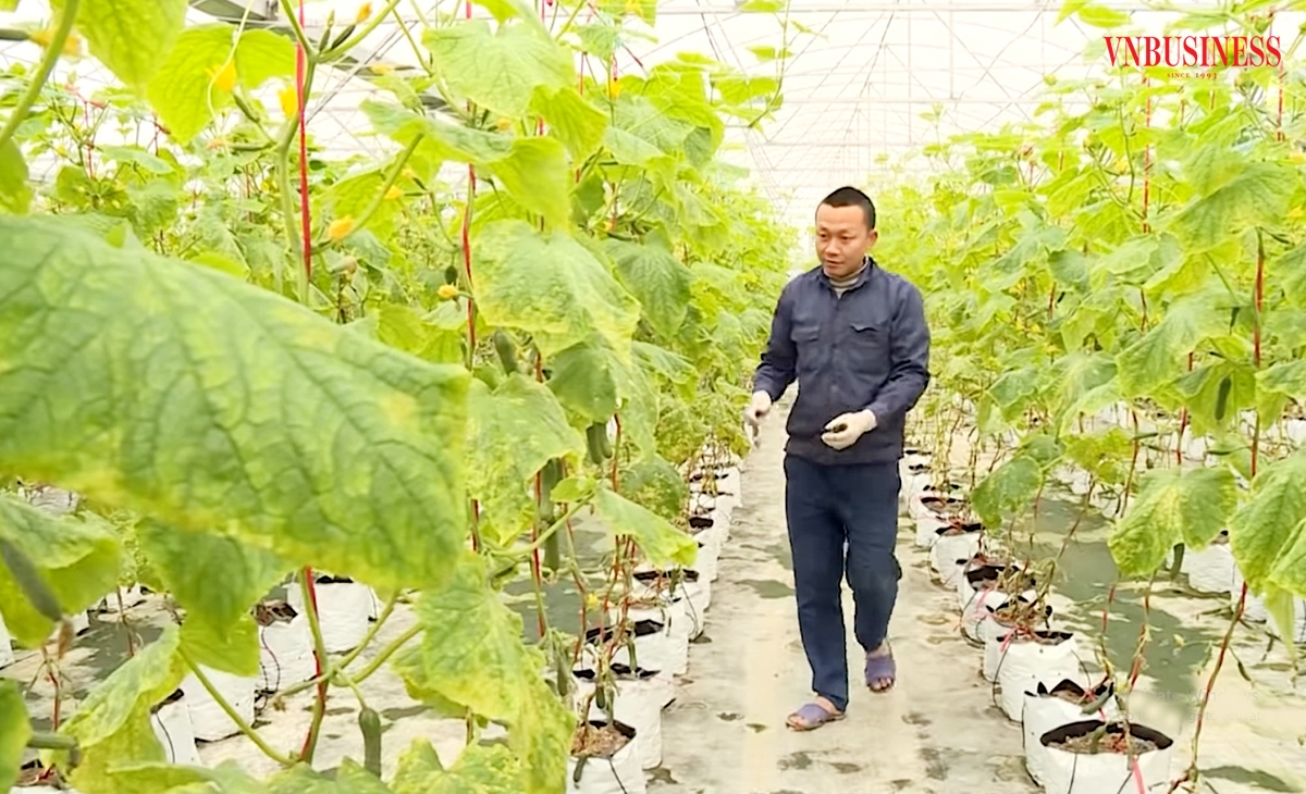 Anh Bùi Xuân Quế cùng với thành viên HTX Xuân Mai đang hái quả ngọt từ dưa chuột baby.