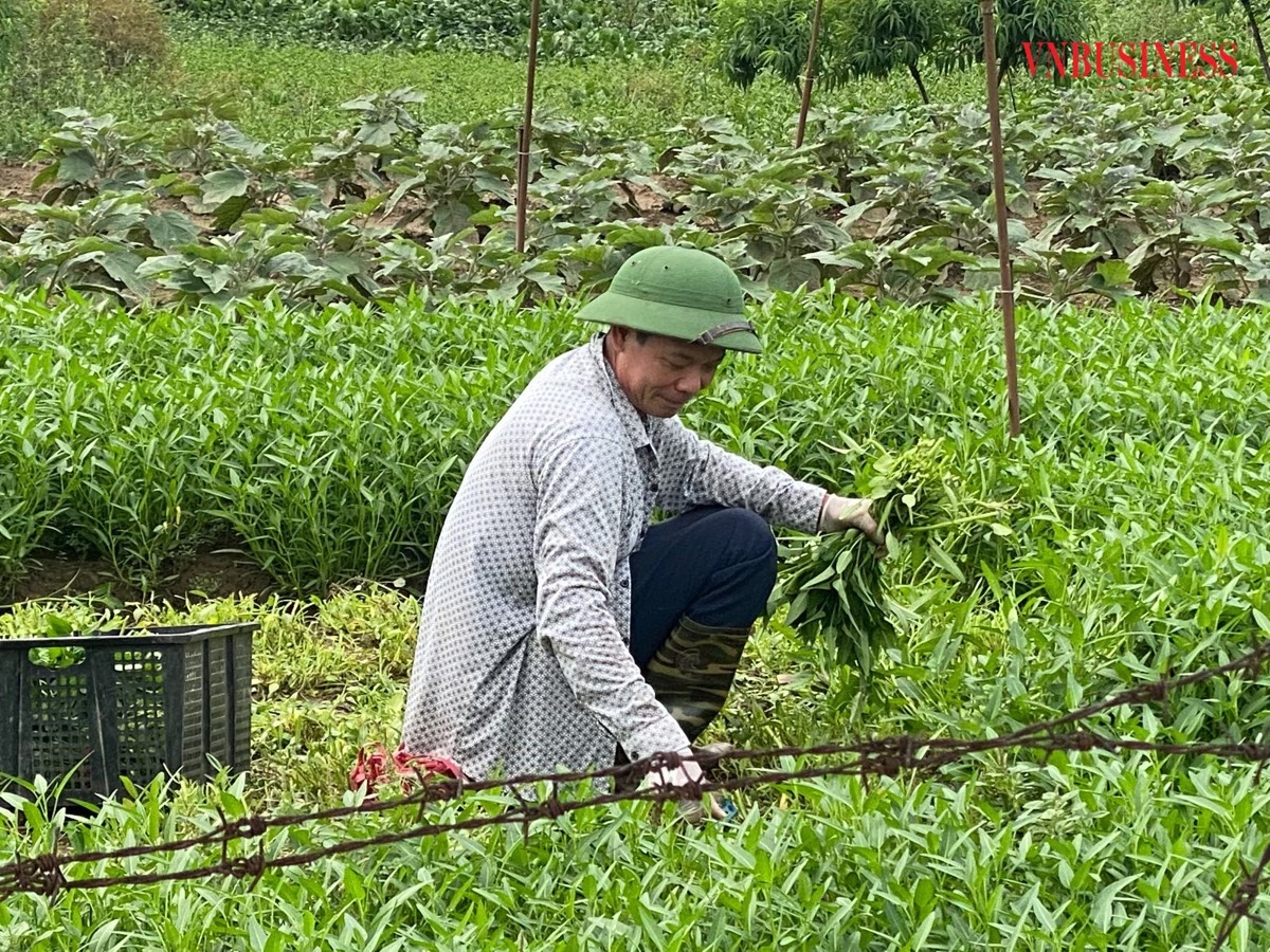 Mỗi ngày, HTX tiêu thụ gần 10 tấn rau sạch, góp phần ổn định đầu ra cho sản phẩm của các thành viên HTX.