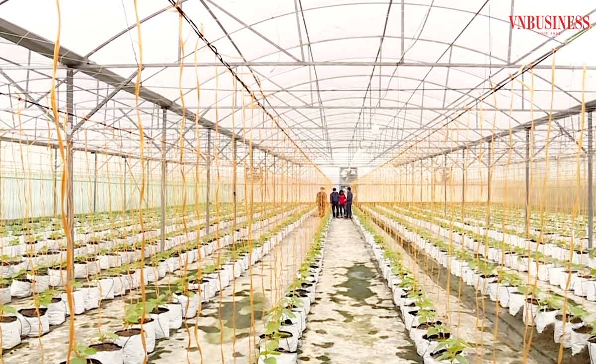 Bắc Ninh dự kiến tiếp tục đẩy mạnh nông nghiệp công nghệ cao, mở đường lớn cho nông dân làm giàu.