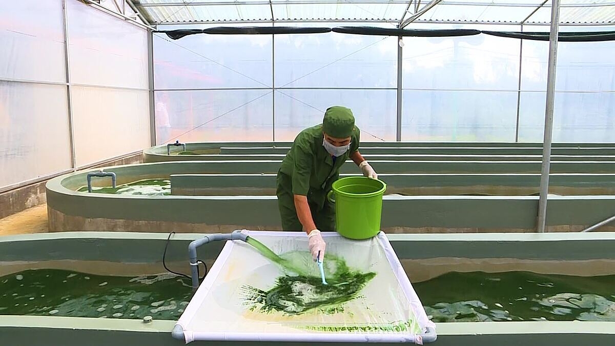 Tiêu chuẩn hữu cơ Việt Nam đã chứng nhận cho đối tượng nuôi là vi tảo nhưng chỉ áp dụng cho vi tảo ở nước mặn.