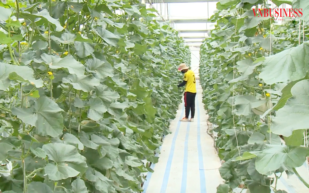 Nông nghiệp công nghệ cao là chìa khóa để nông dân Vĩnh Phúc thoát nghèo, làm giàu.