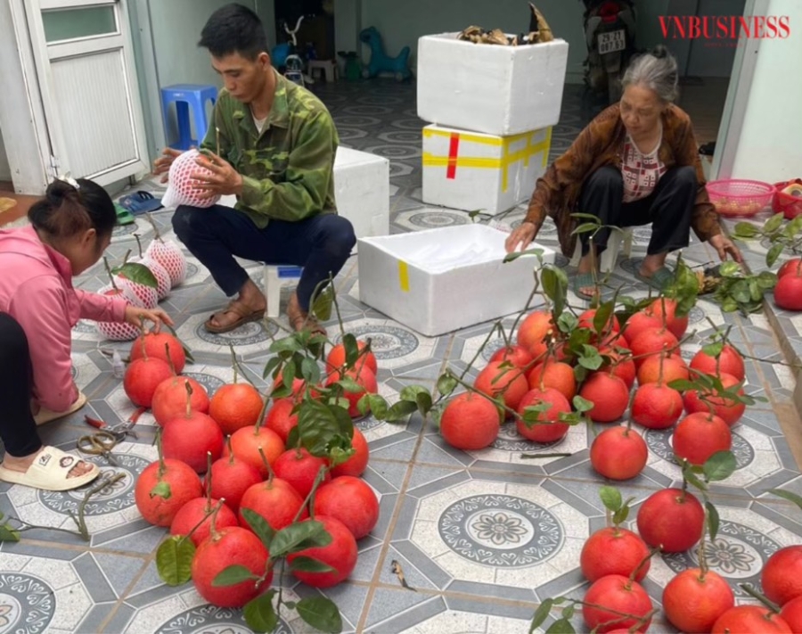 Quả bưởi đỏ rất lạ và đặc sắc, khi còn non thì có màu xanh, khi già có màu vàng, tới lúc chín sẽ chuyển sang một màu đỏ căng mịn.