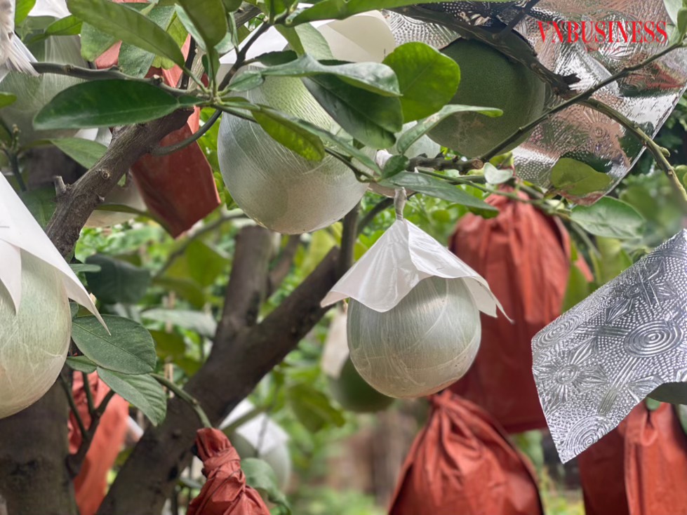 Trung bình một cây có thể cho 250-300 quả, trung bình nặng từ 1,2-1,5kg/quả.