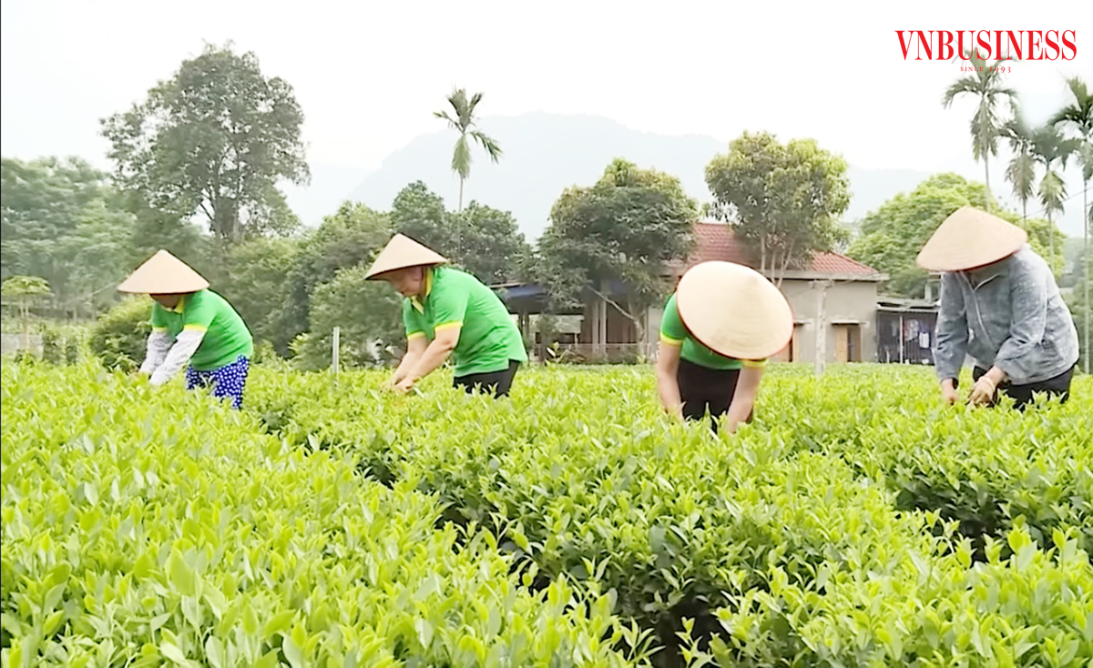 Vĩnh Phúc đang định hướng phát triển nông nghiệp kết hợp du lịch sinh thái.