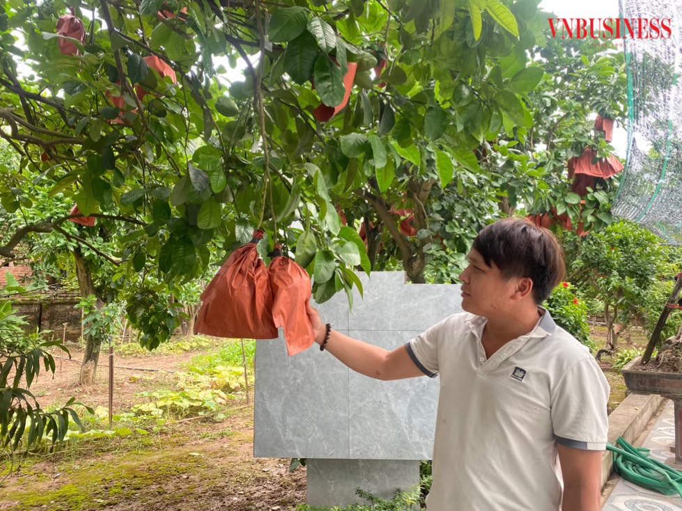 HTX đang bảo tồn 5 gốc bưởi gần 100 năm tuổi, các cây đều có mã vạch truy xuất nguồn gốc và được cho phép cấy ghép, lai tạo giống.