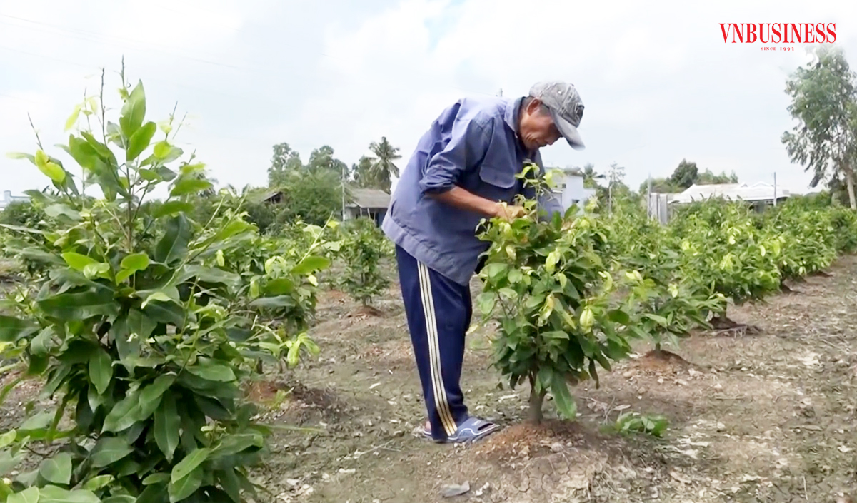 Cây mai vàng đang là một trong những cây trồng bạc tỷ ở Tiền Giang.