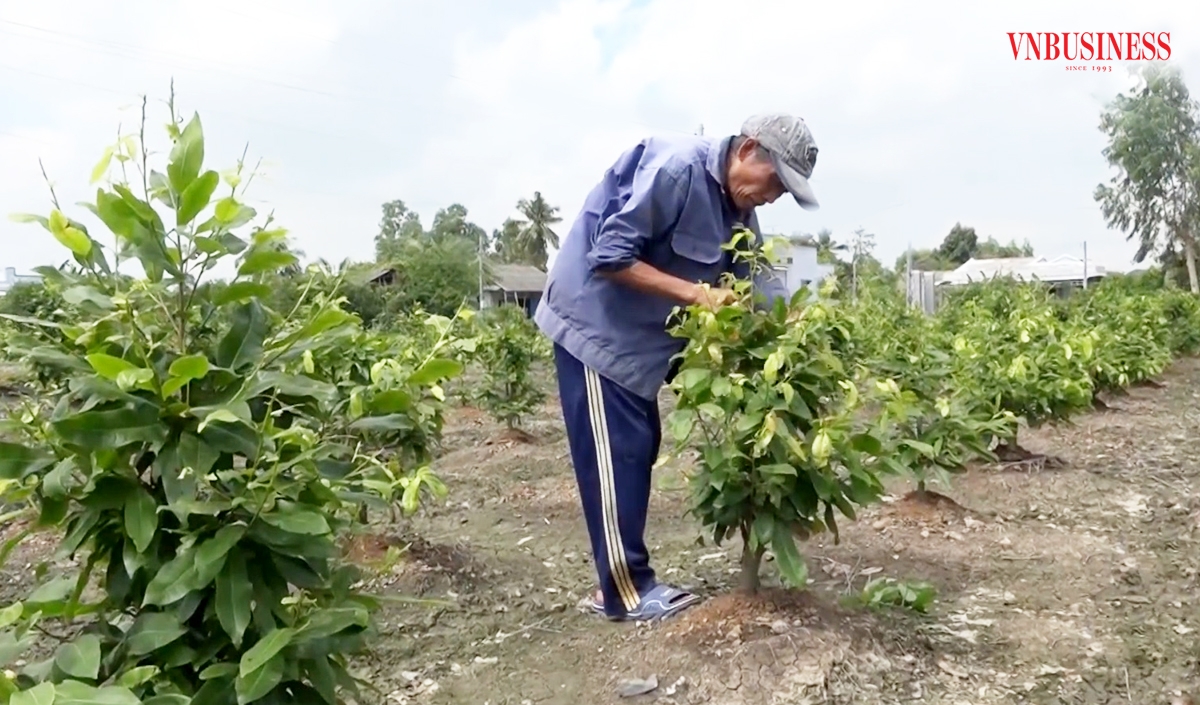 Cây mai vàng đang là một trong những cây trồng bạc tỷ ở Tiền Giang.