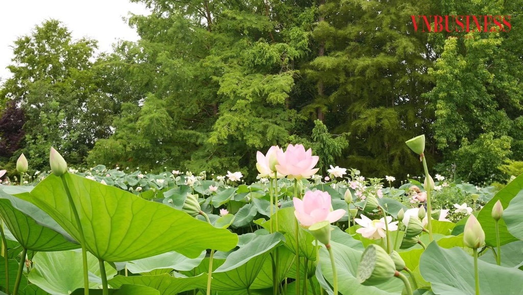 Từ 5ha ban đầu, HTX mở rộng diện tích lên thành hơn 50ha, trồng chủ yếu giống sen bách diệp.