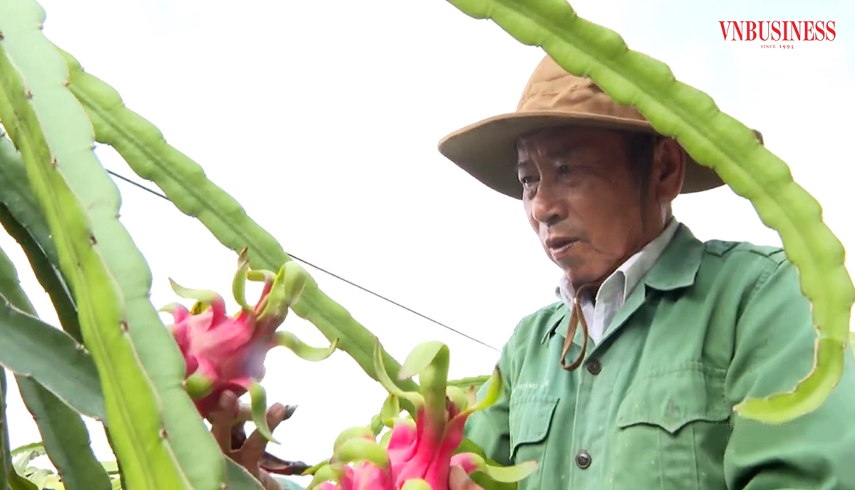 Cây thanh long cũng là loại cây xóa nghèo, làm giàu của nông dân Tiền Giang.