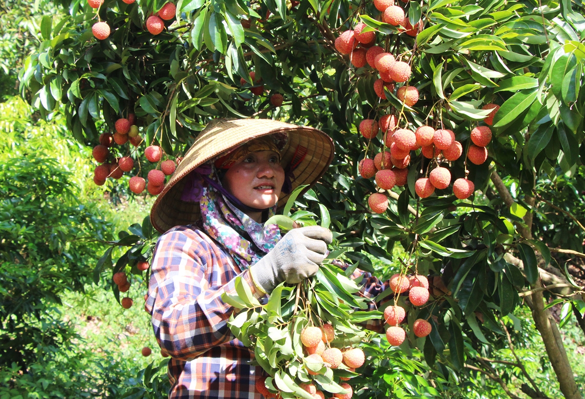 Giá vải thiều năm nay cao kỷ lục.