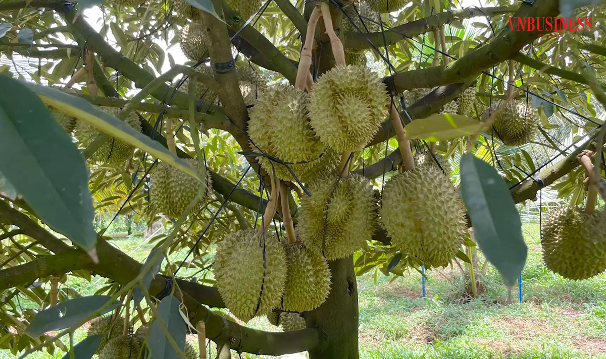 Gia Lai dự kiến tiếp tục nâng cao chất lượng vùng trồng, thúc đẩy xuất khẩu sầu riêng.