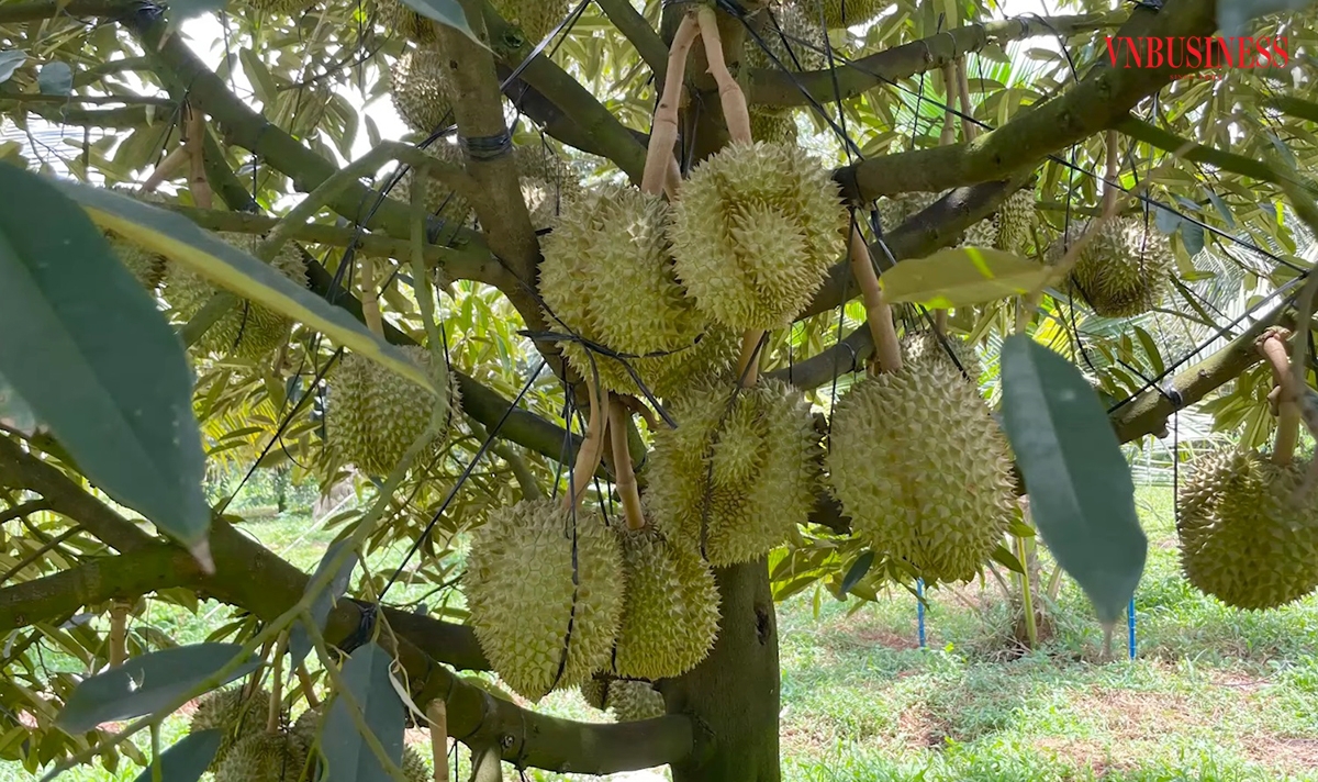 Gia Lai dự kiến tiếp tục nâng cao chất lượng vùng trồng, thúc đẩy xuất khẩu sầu riêng.